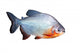 Piranha Fish Wall Decal
