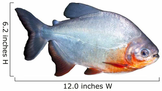 Piranha Fish Wall Decal