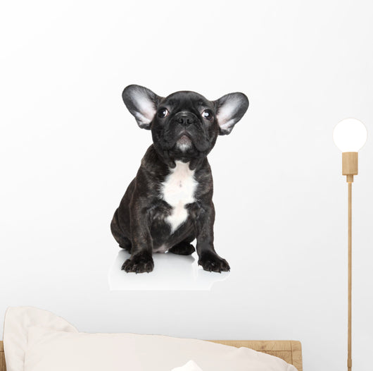 French Bulldog Puppy Sits Wall Decal