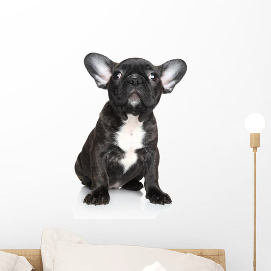 French Bulldog Puppy Sits Wall Decal