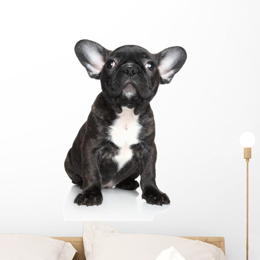 French Bulldog Puppy Sits Wall Decal