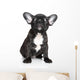 French Bulldog Puppy Sits Wall Decal