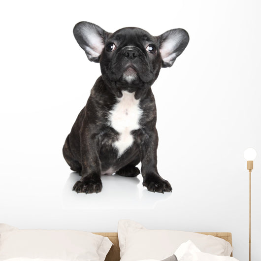 French Bulldog Puppy Sits Wall Decal