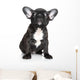 French Bulldog Puppy Sits Wall Decal
