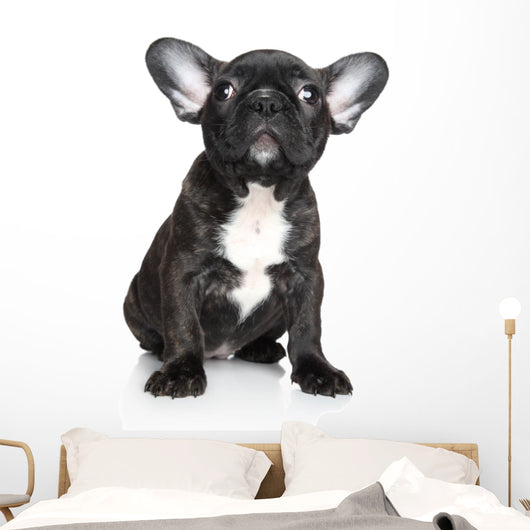French Bulldog Puppy Sits Wall Decal