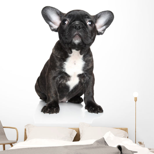 French Bulldog Puppy Sits Wall Decal