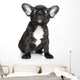 French Bulldog Puppy Sits Wall Decal