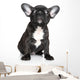 French Bulldog Puppy Sits Wall Decal