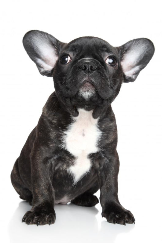 French Bulldog Puppy Sits Wall Decal