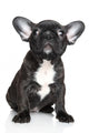 French Bulldog Puppy Sits Wall Decal