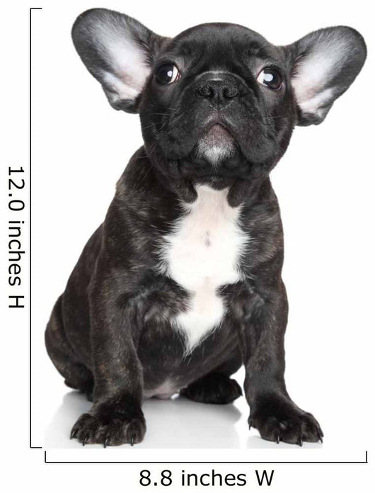 French Bulldog Puppy Sits Wall Decal