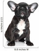French Bulldog Puppy Sits Wall Decal