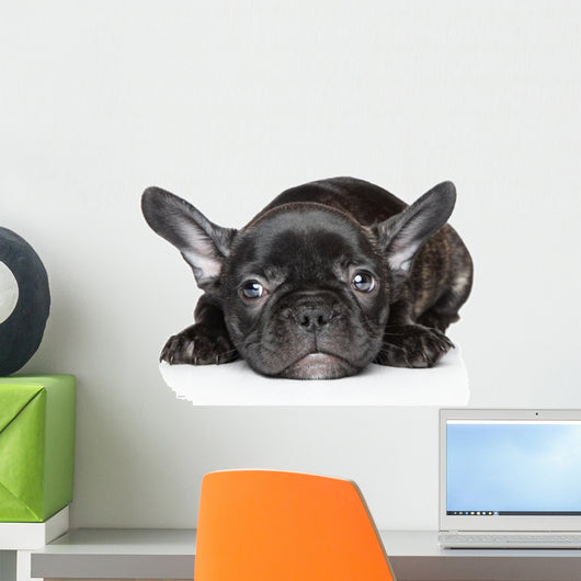 French Bulldog Puppy Wall Decal
