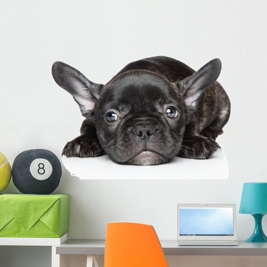 French Bulldog Puppy Wall Decal
