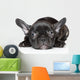 French Bulldog Puppy Wall Decal