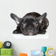 French Bulldog Puppy Wall Decal