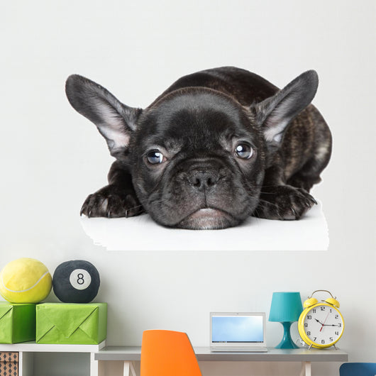 French Bulldog Puppy Wall Decal
