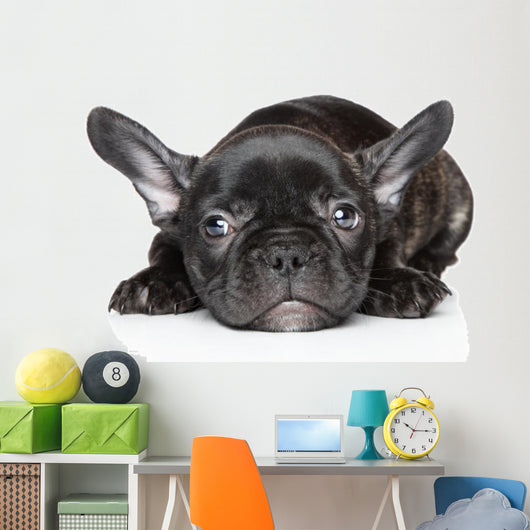 French Bulldog Puppy Wall Decal