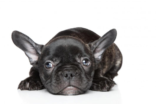 French Bulldog Puppy Wall Decal