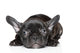 French Bulldog Puppy Wall Decal