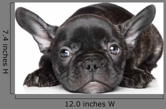 French Bulldog Puppy Wall Decal