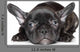French Bulldog Puppy Wall Decal