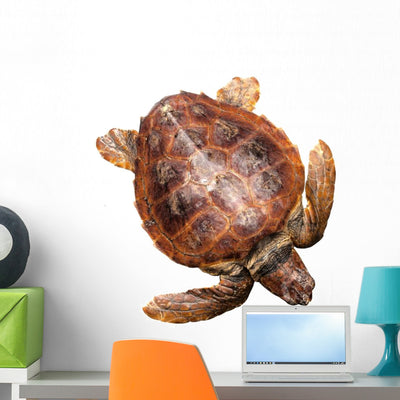 Loggerhead Water Turtle Wall Decal shown on a wall