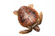 Loggerhead Water Turtle Wall Decal