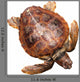 Loggerhead Water Turtle Wall Decal
