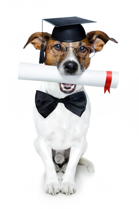 Graduated Dog With Diploma Wall Decal