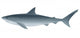 Tiger Shark Wall Decal