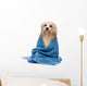 Wet Havanese Dog Wrapped in a Towel Wall Decal