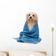 Wet Havanese Dog Wrapped in a Towel Wall Decal