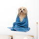 Wet Havanese Dog Wrapped in a Towel Wall Decal