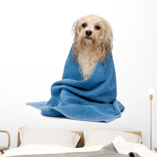Wet Havanese Dog Wrapped in a Towel Wall Decal
