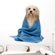 Wet Havanese Dog Wrapped in a Towel Wall Decal