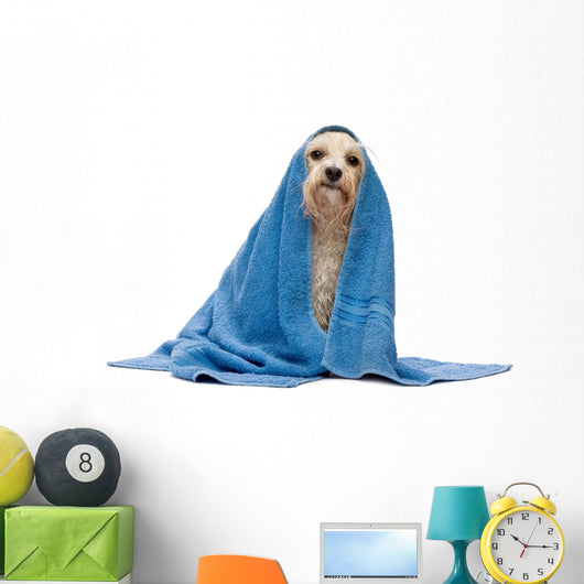 Sitting Wet Havanese Dog Wall Decal