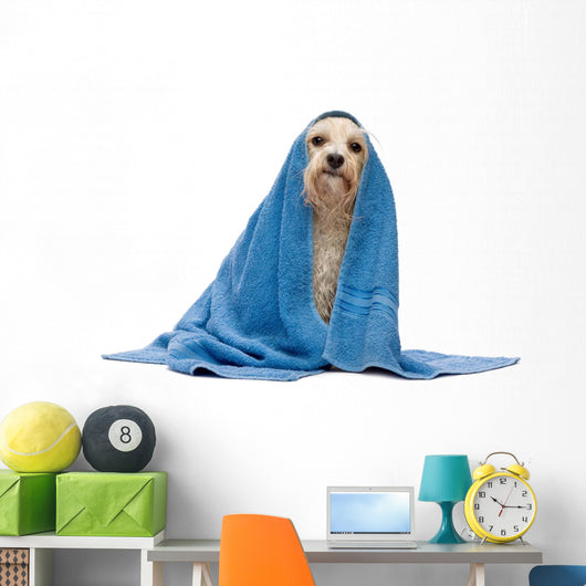 Sitting Wet Havanese Dog Wall Decal