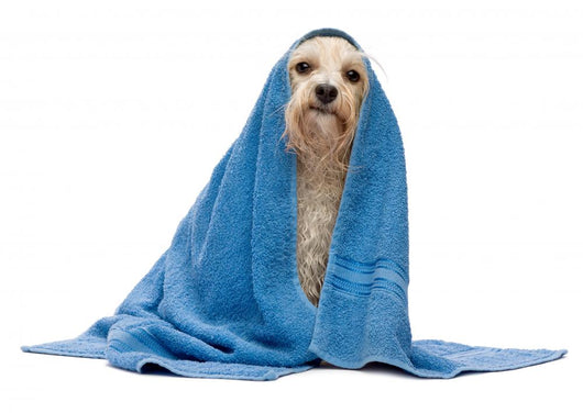 Sitting Wet Havanese Dog Wall Decal