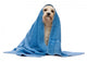 Sitting Wet Havanese Dog Wall Decal