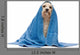 Sitting Wet Havanese Dog Wall Decal