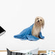 Wet Havanese Dog Wall Decal