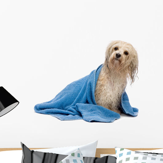Wet Havanese Dog Wall Decal