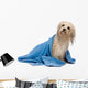 Wet Havanese Dog Wall Decal