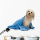 Wet Havanese Dog Wall Decal