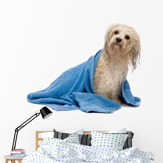 Wet Havanese Dog Wall Decal