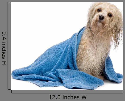Wet Havanese Dog Wall Decal