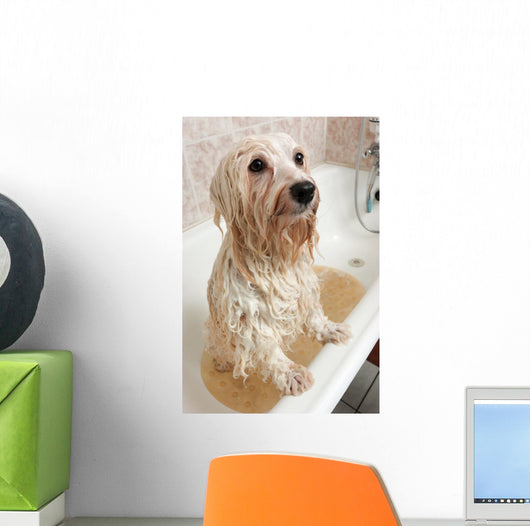 Bathing Havanese Dog Wall Decal