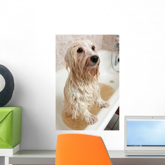 Bathing Havanese Dog Wall Decal