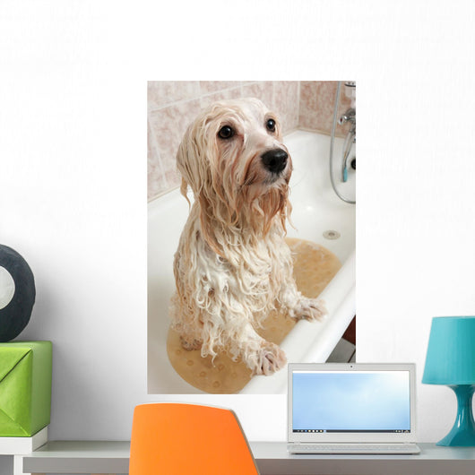 Bathing Havanese Dog Wall Decal